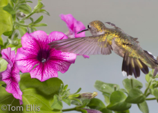 Black-chinned Hummingbird by Tom Ellis 2012