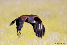 Harris's Hawk, images of some raptors are from the rehabilitation, rescue, and education programs of John Karger's 'Last Chance Forever, The Bird of Prey Conservancy.'