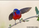 Painted Bunting by Patti A. Edens