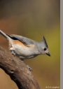 Black-crested Titmouse by D.K. Langford