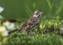Lark Sparrow by Larry Ditto 2016