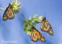 Monarch butterflies by Leo Keeler