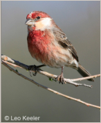 White cheeked House Finch by Leo Keeler 2008