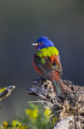 Painted Bunting by Larry Jay