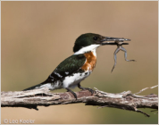 Green Kingfisher by Leo Keeler 2006