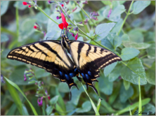 Giant Swallowtail