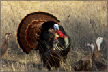 Rio Grande Turkeys