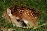 White-tailed deer fawn