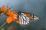 Monarch Butterfly