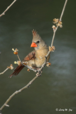 Northern Cardinal