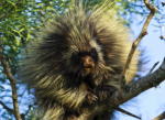 Porcupine