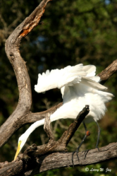 Egret by Larry W. Jay