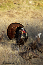 Rio Turkeys at BCNA