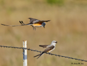 Scissor-tail Flycatcher