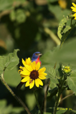 Painted Bunting on Sunflower