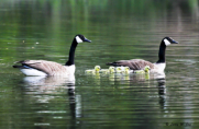 Canada geese