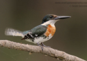 Green Kingfisher by Scott Linstead 2008