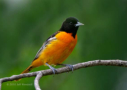 Baltimore Oriole by Jeff Wendorff 2010