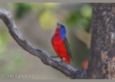 Painted Bunting by D. K. Langford