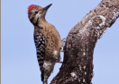 Ladder-backed Woodpecker by Janice Braud 2010