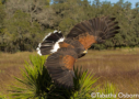 Harris's Hawk by Tabatha Osborne 2009