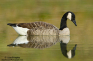 Canada Goose by Alan Murphy 2009