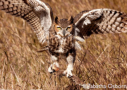 Great Horned Owl by Tabatha Osbourne 2009