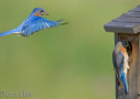 Eastern Bluebirds by Tom Ellis 2012