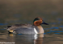 Green-winged Teal by Rolf Nussbaumer 2010