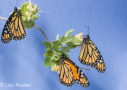 Monarch Butterflies by Leo Keeler 2008