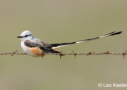 Scissor-tailed Flycatcher by Leo Keeler 2008