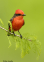 Vermilion Flycatcher by Alan Murphy 2009