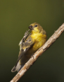 Goldfinch by D. K. Langford