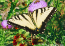 Giant Swallowtail