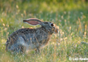Jack Rabbit by Leo Keeler 2006