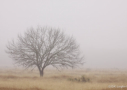 Fog by D. K. Langford