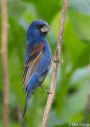 Blue Grosbeak by Mel Ellingsen 2012