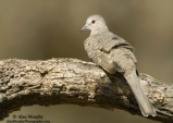 Inca Dove by Alan Murphy 2009