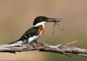 Green Kingfisher by Leo Keeler 2008