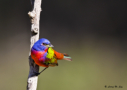 Painted Bunting