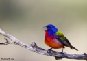 Painted Bunting