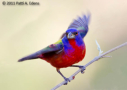 Painted Bunting by Patti A. Edens