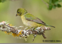 Painted Bunting (f) by Patti A. Edens 2011