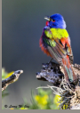 Painted Bunting