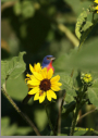 Painted Bunting with bee