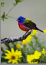 Painted Bunting