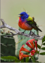 Painted Bunting