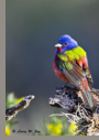 Painted Bunting