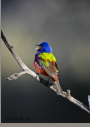 Painted Bunting