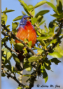 Painted Bunting